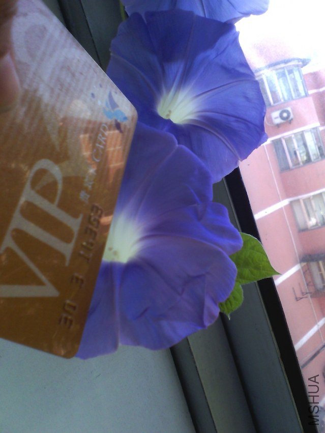 IMG_20120729_100247.jpg