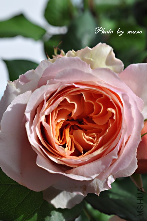 e0160417_11291618.jpg