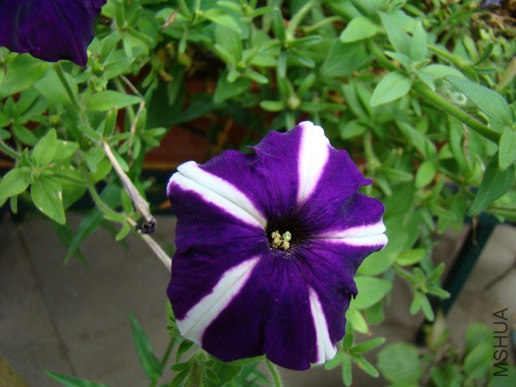 DSC01716.jpg