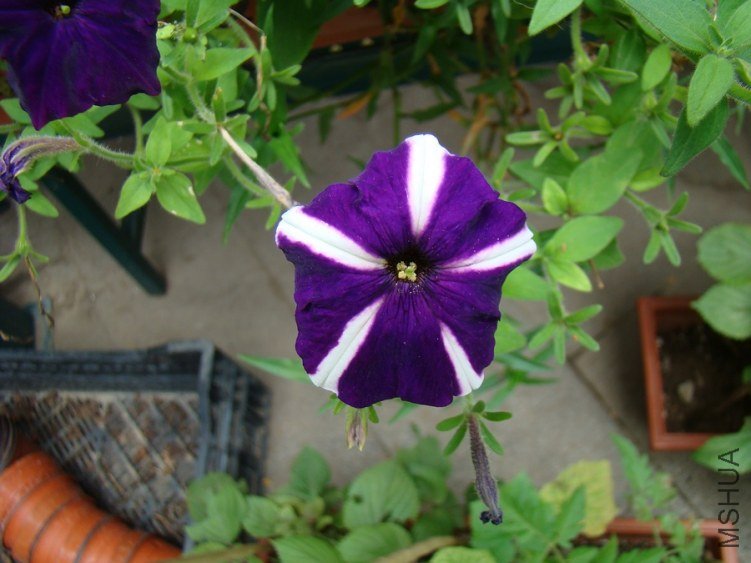 DSC01723.jpg