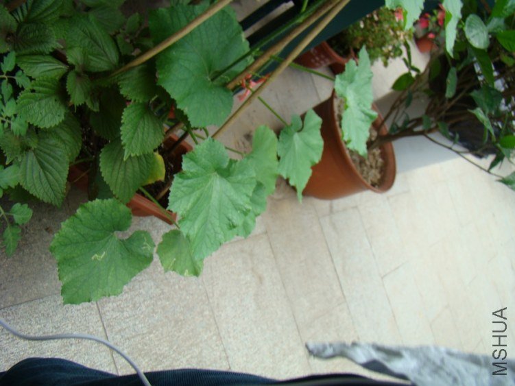DSC01724.jpg