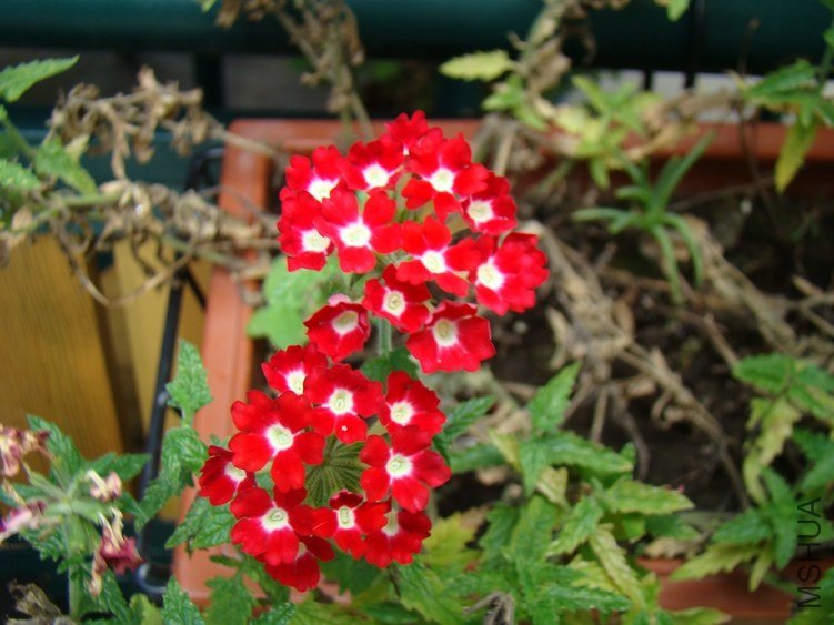 DSC01725.jpg