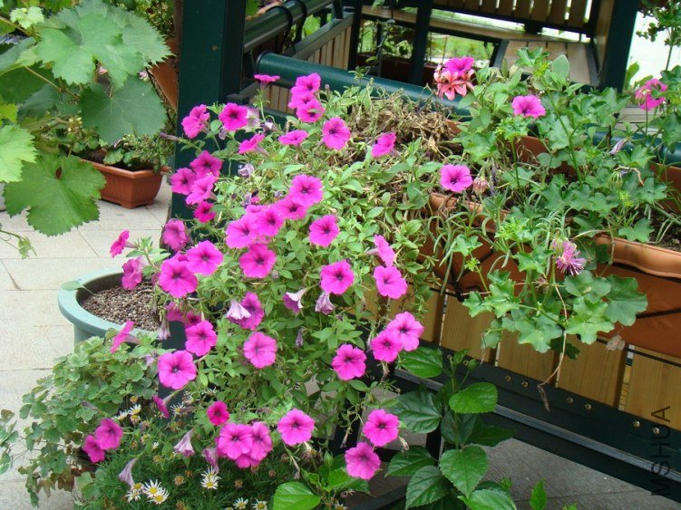 DSC01726.jpg