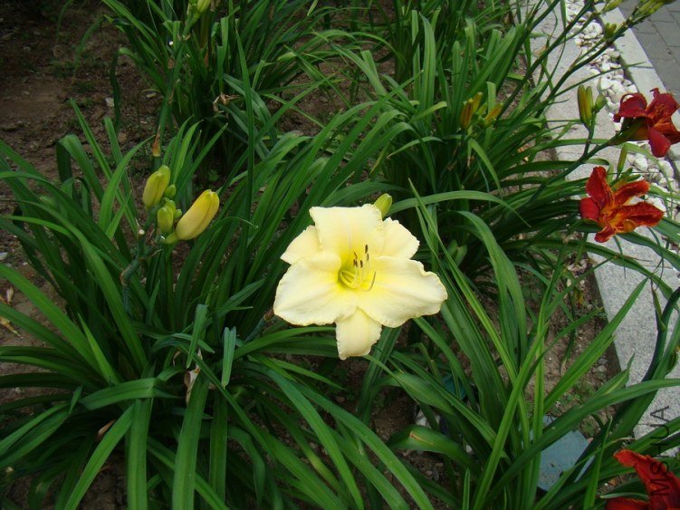 DSC01727.jpg