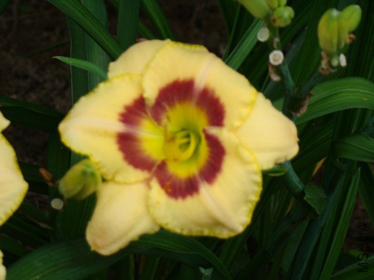 DSC01732.jpg