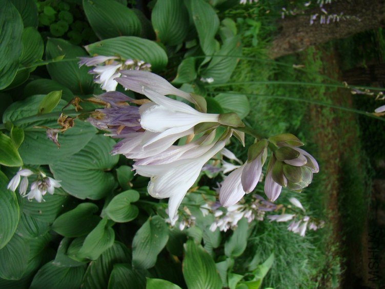 DSC01734.jpg
