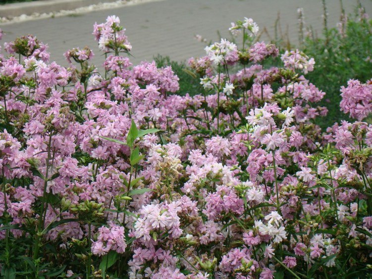 DSC01739.jpg