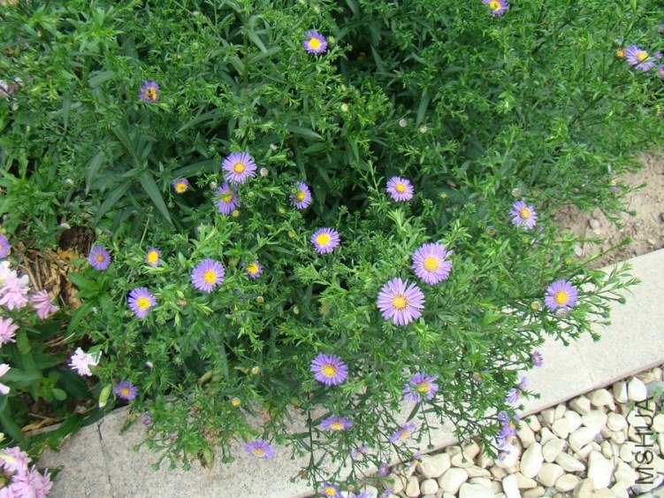 DSC01740.jpg