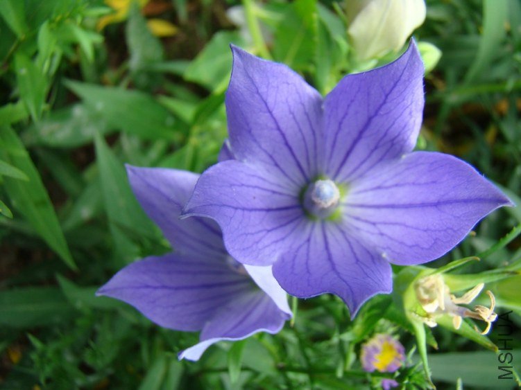 DSC01745.jpg
