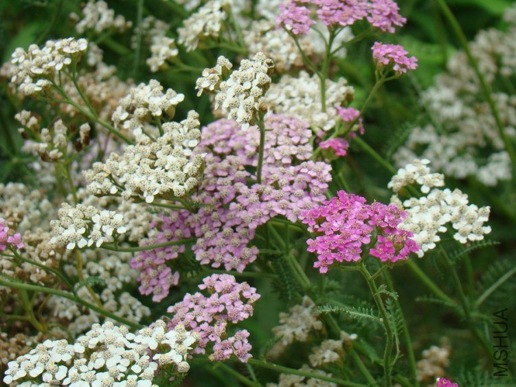 DSC01763.jpg