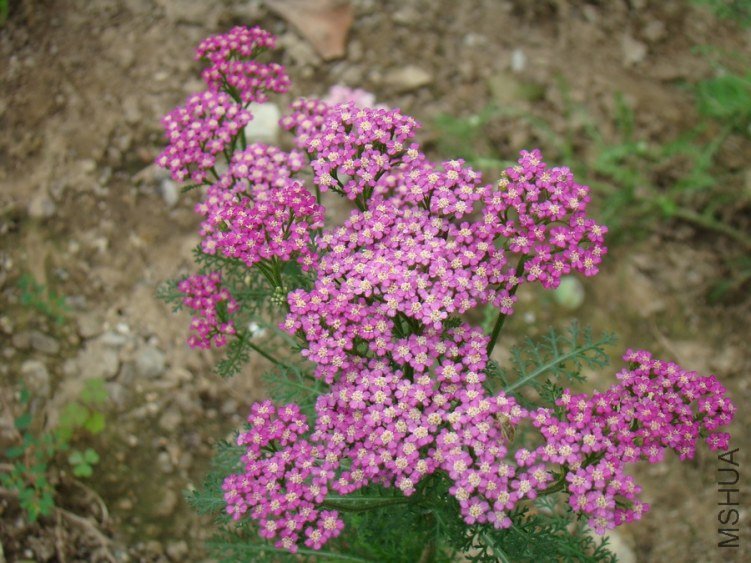 DSC01772.jpg