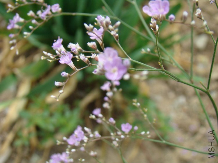 DSC01778.jpg