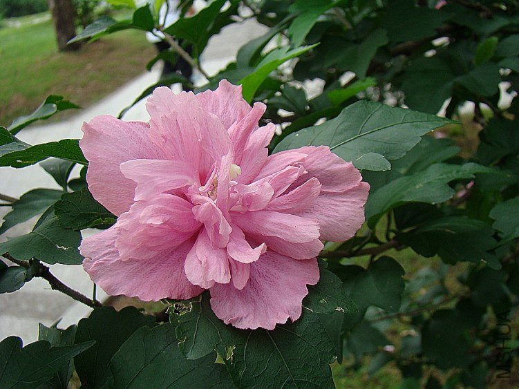 DSC02365.jpg