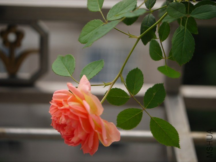 P1020410.JPG