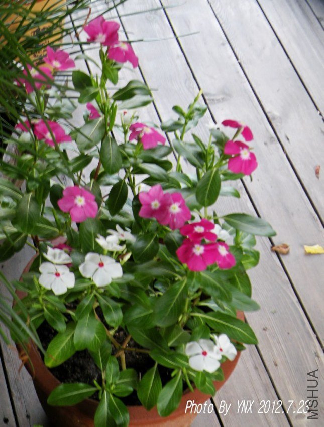 2012.7.23. 033_conew1.jpg