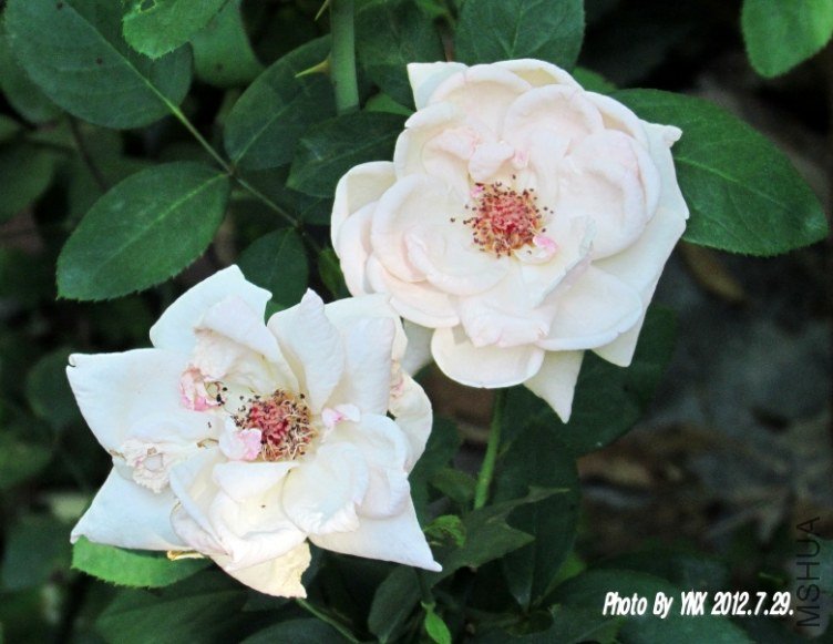 2012.7.29. 004_conew1.jpg