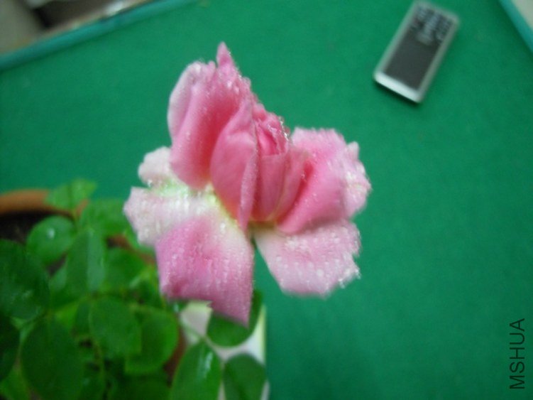 SDC14652.JPG
