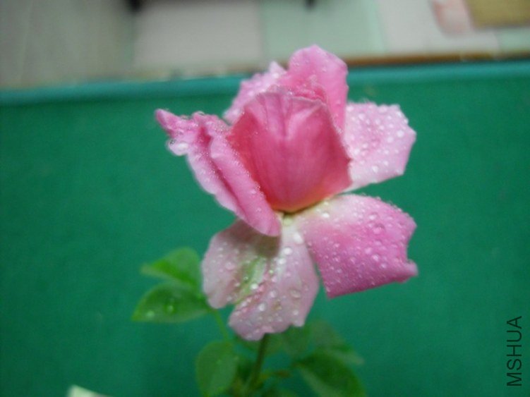 SDC14653.JPG