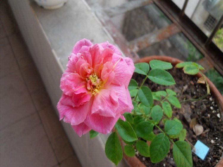 SDC14658.JPG