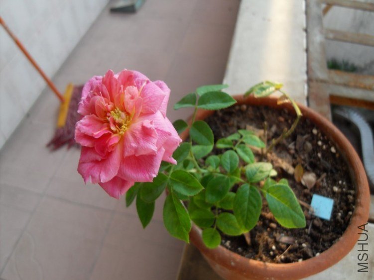 SDC14659.JPG