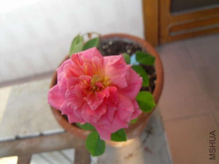 SDC14661.JPG