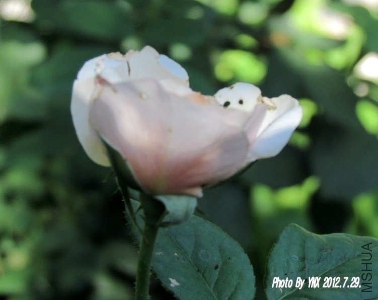 2012.7.29. 003_conew1.jpg