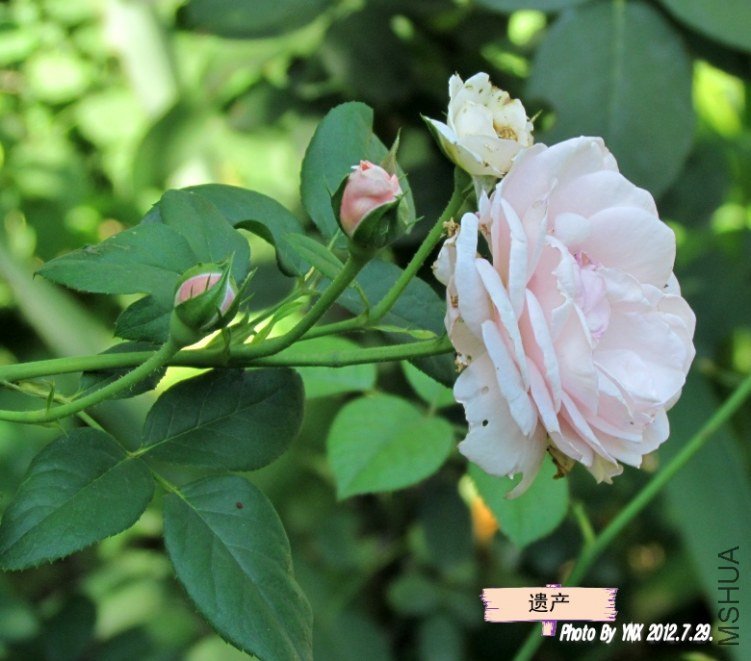 2012.7.29. 001_conew1.jpg