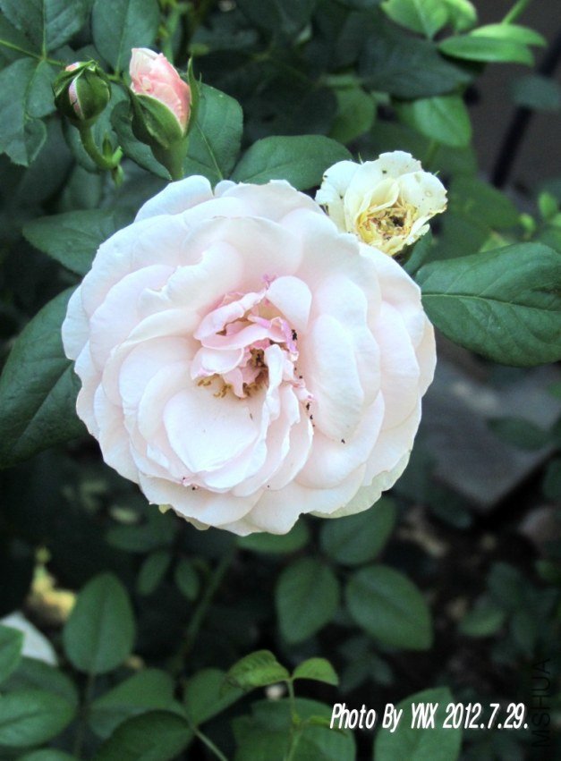 2012.7.29. 012_conew1.jpg