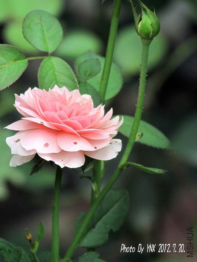 2012.7.30. 010_conew1.jpg