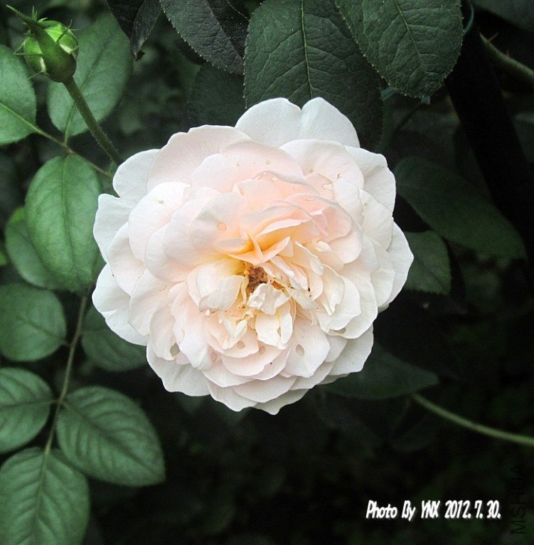 2012.7.30. 007_conew1.jpg