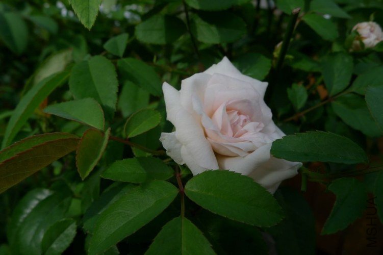 P1060251.JPG