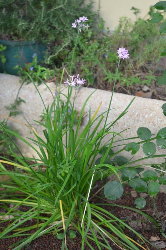 ������С DSC_0005.JPG