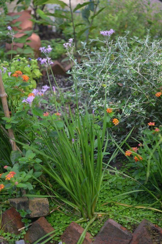 ������С DSC_0007.JPG