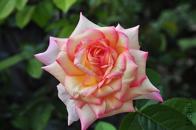 DSC_0002.JPG