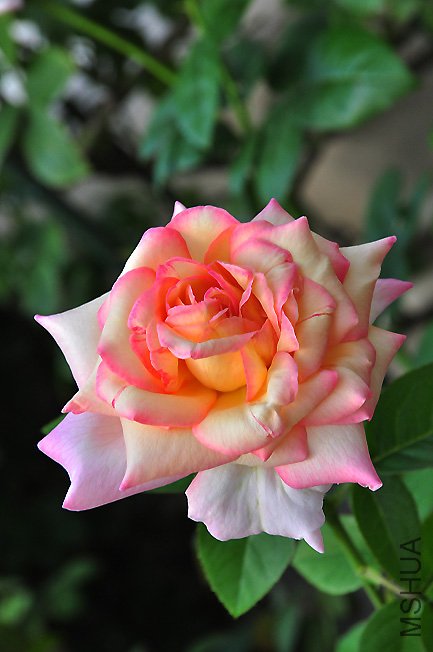 DSC_0003.JPG