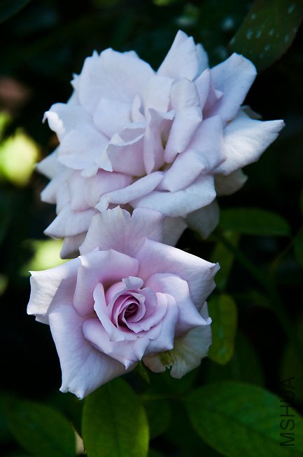 DSC_0015b.jpg