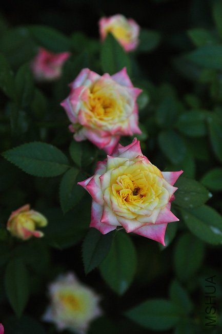 DSC_0067.JPG
