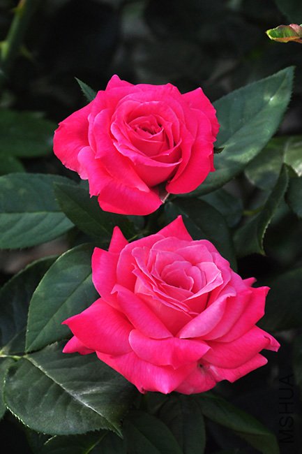 DSC_0043.JPG