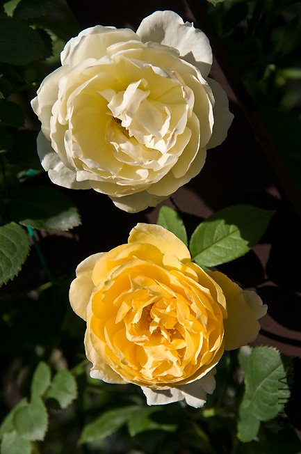 DSC_0009.JPG