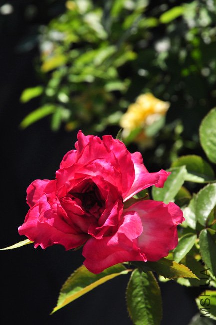 DSC_0019b.jpg