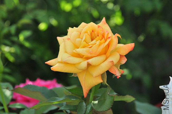 DSC_0052.JPG