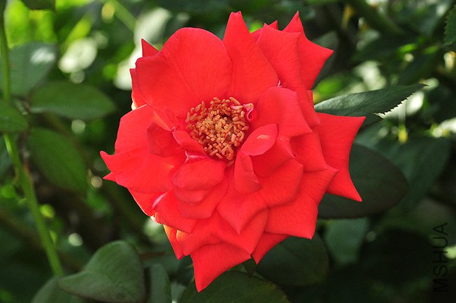 DSC_0051.JPG