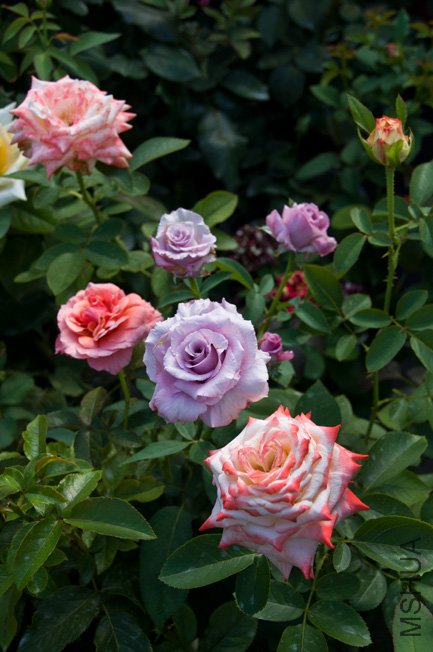 DSC_0065.JPG