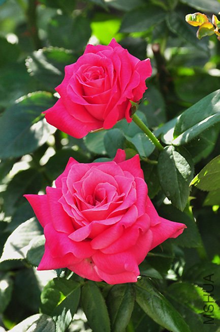 DSC_0047.JPG