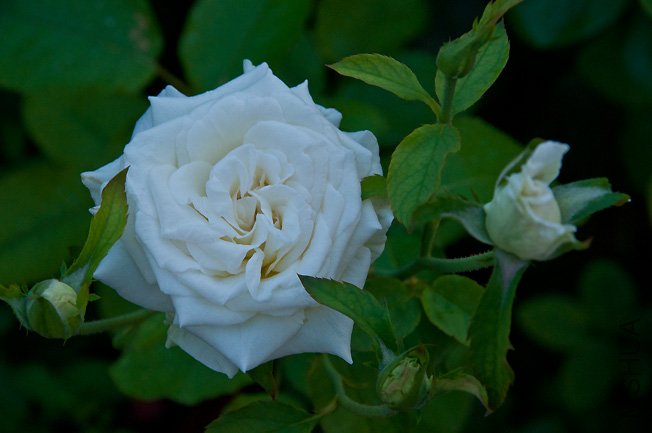 DSC_0030.JPG