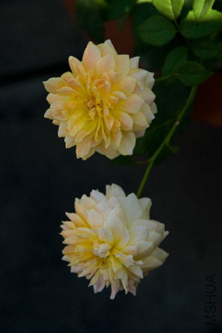 DSC_0017b.jpg