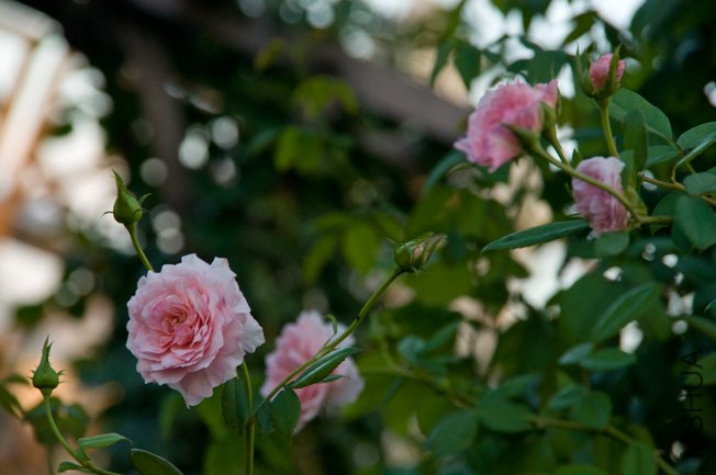 DSC_0032.JPG