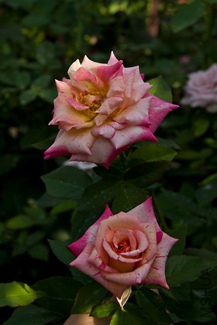 DSC_0059.JPG