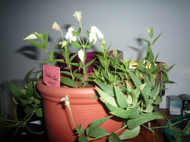 P1060050.JPG