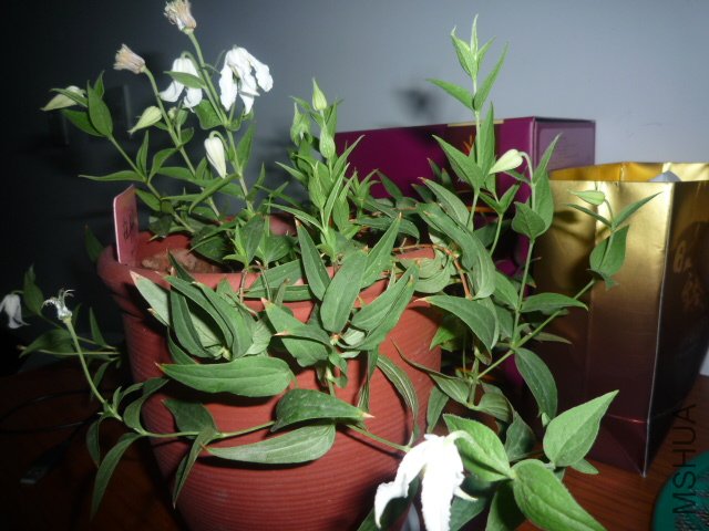 P1060051.JPG